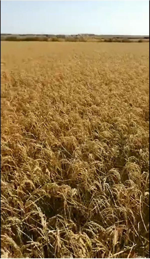 向國慶獻(xiàn)禮 岳氏集團富硒農(nóng)產(chǎn)品喜獲豐收